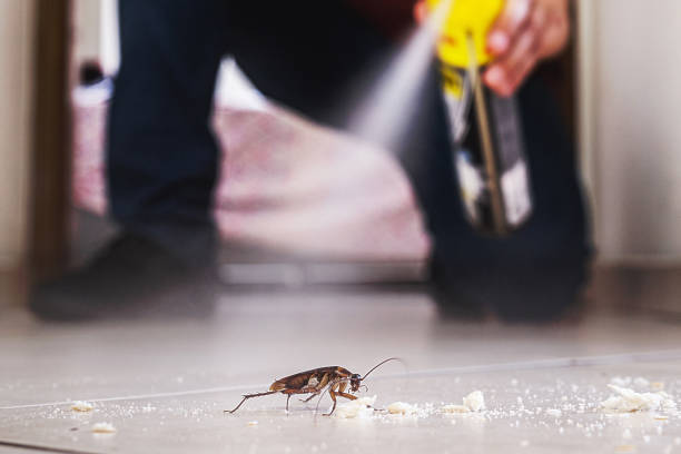 Best Best Pest Control Companies  in Big Coppitt Key, FL