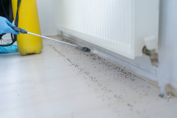 Flea Control Services in Big Coppitt Key, FL
